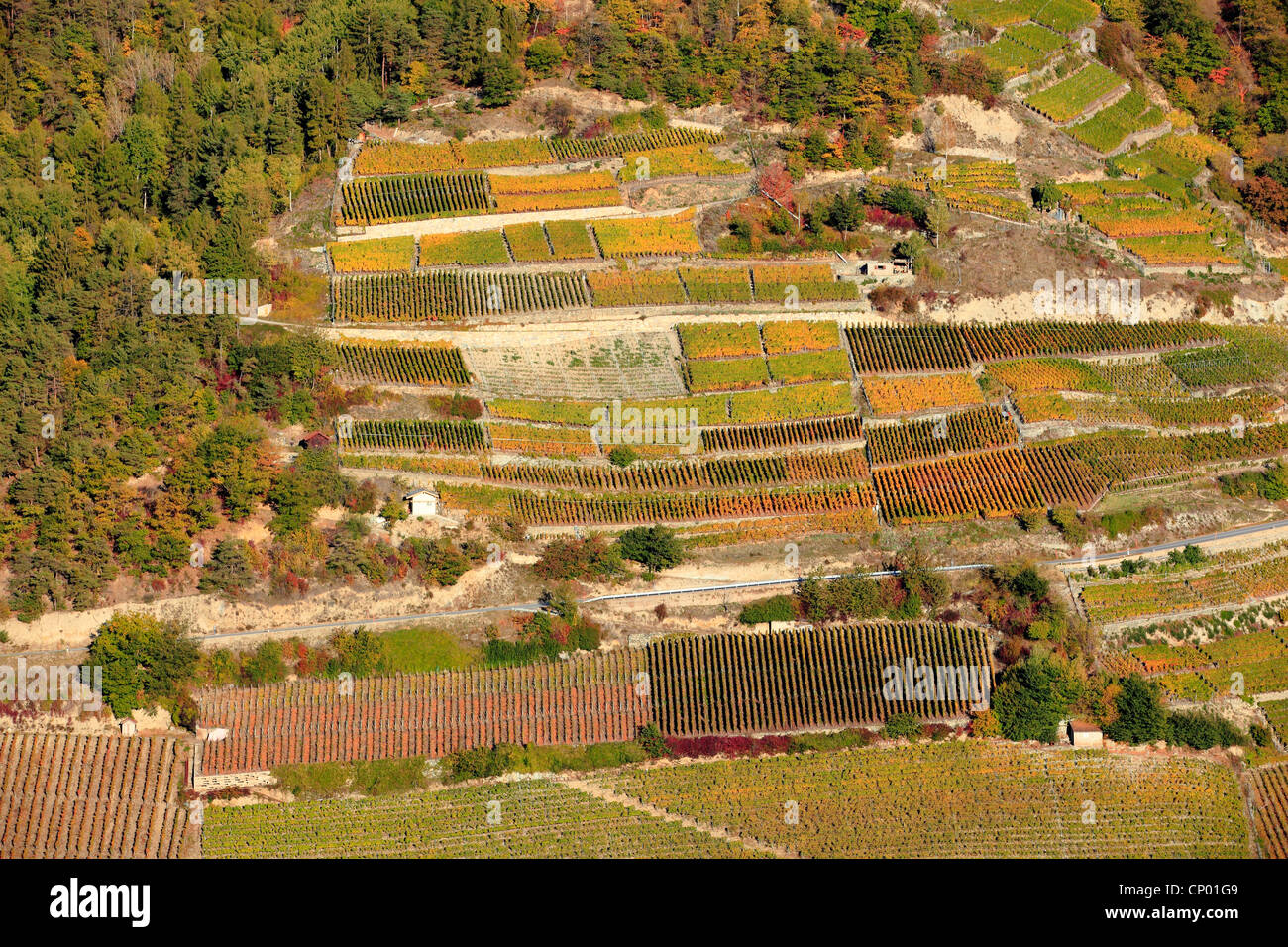 vineyard in the valley Eringer Tal, Switzerland, Valais Stock Photo