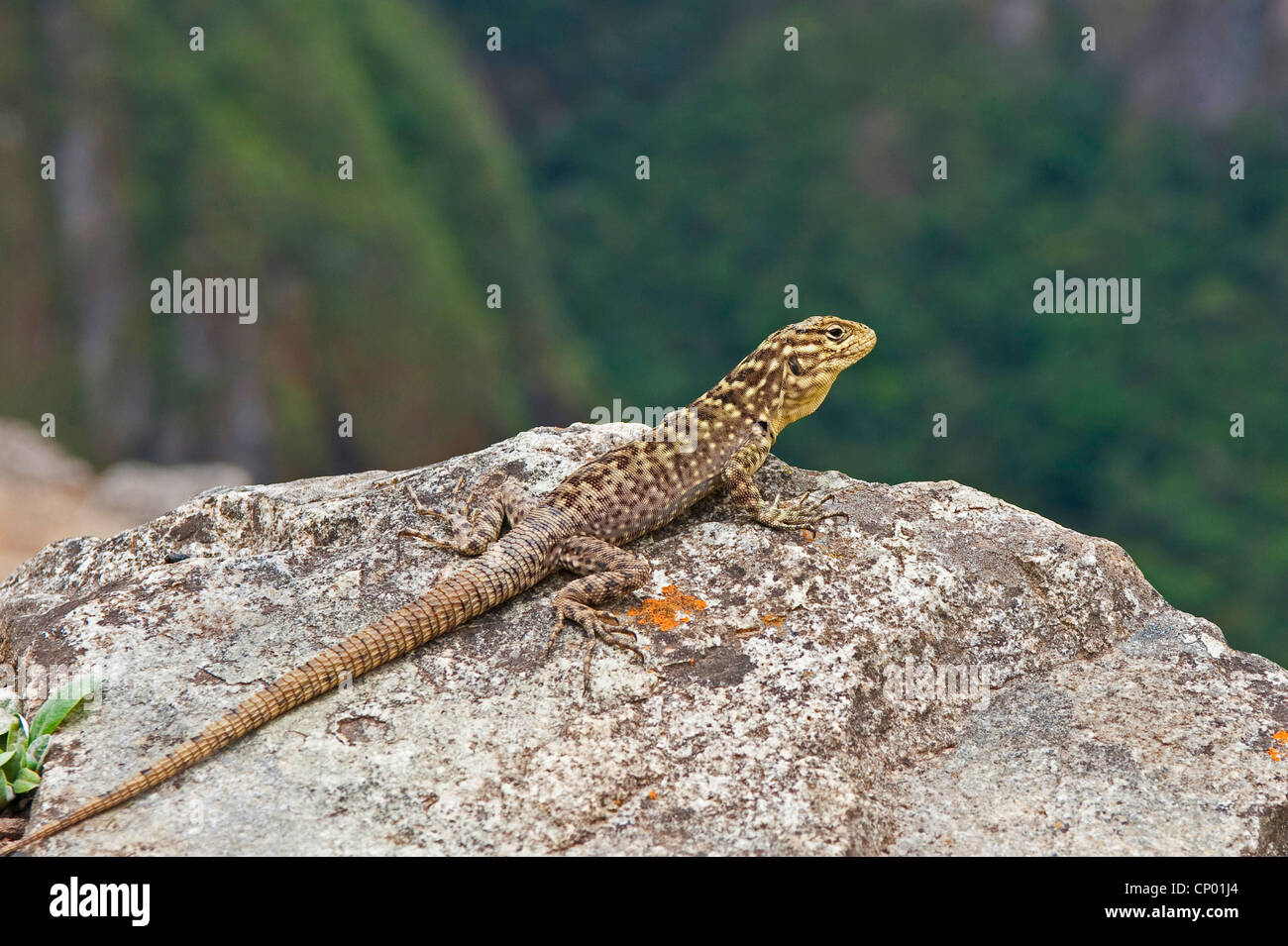 Ilustración Estilizada De Un Gecko Azul Con Una Textura Suave Y Brillante.  Tiene Una Delgada Stock de ilustración - Ilustración de brillante, foco:  386736091, image size:1300x955