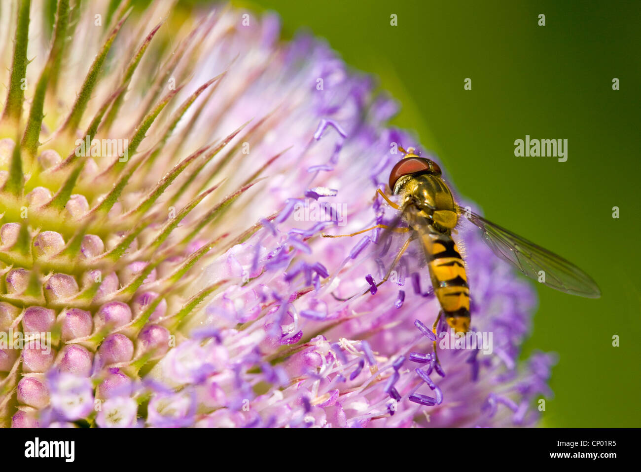 Helophilus Pendulus on a Fuller's teasel and wild teasel ( Dipsacus Fullonium ) Stock Photo