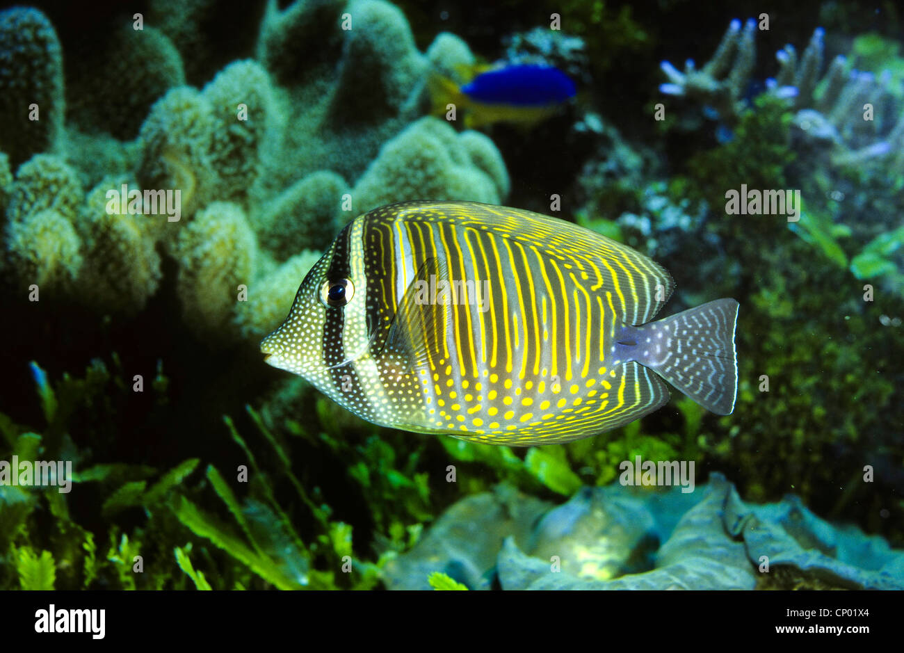 Desjardini Sailfin Tang, Dejardin's Sailfin Tang, Red Sea Sailfin Tang, Indian Sailfin Surgeonfish (Zebrasoma desjardinii, Zebrasoma desjardini) Stock Photo