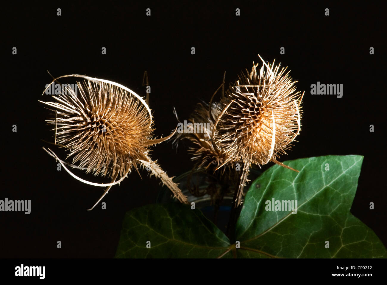 Still life micro macro study on black background & side lighting plant thistle Carduus pods seeds leafs Stock Photo