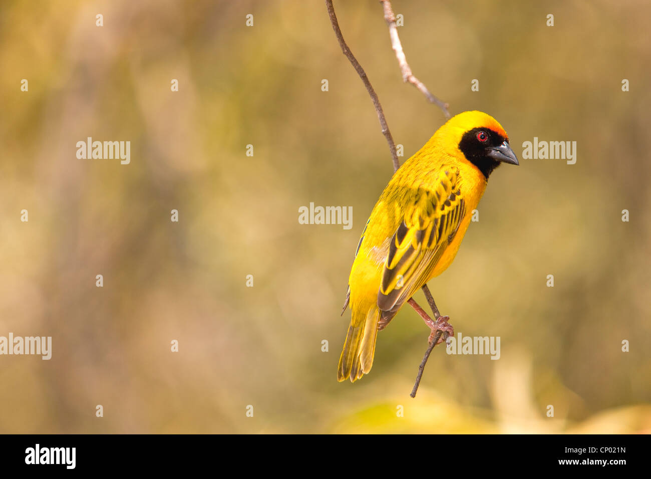 Village Weaver (Ploceus cucullatus), or Spotted-backed Weaver or Black-headed Weaver at Pilanesberg Park, South Africa Stock Photo