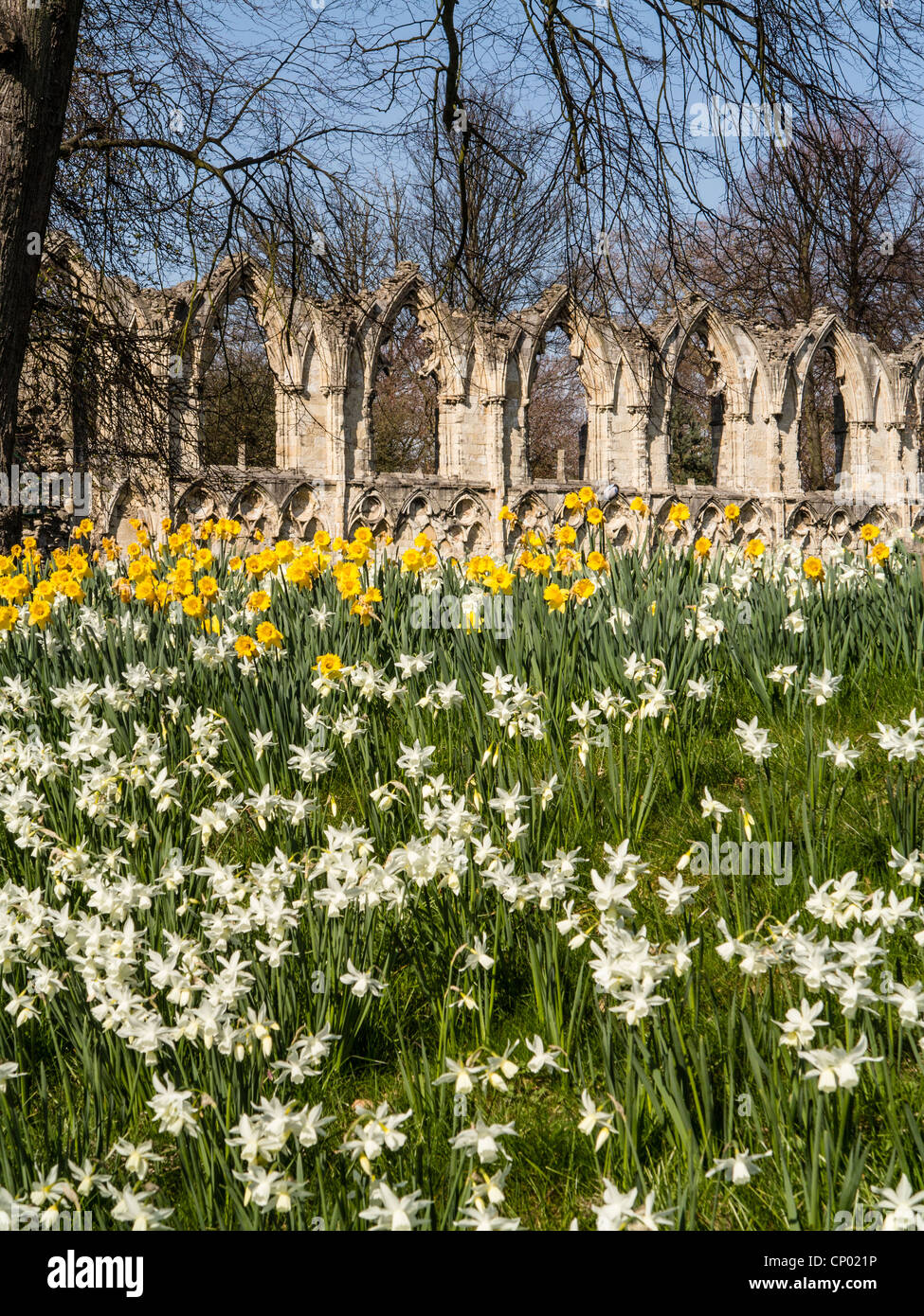 Daffodils and the ruins of St. Marys Abbey, York UK Stock Photo Alamy