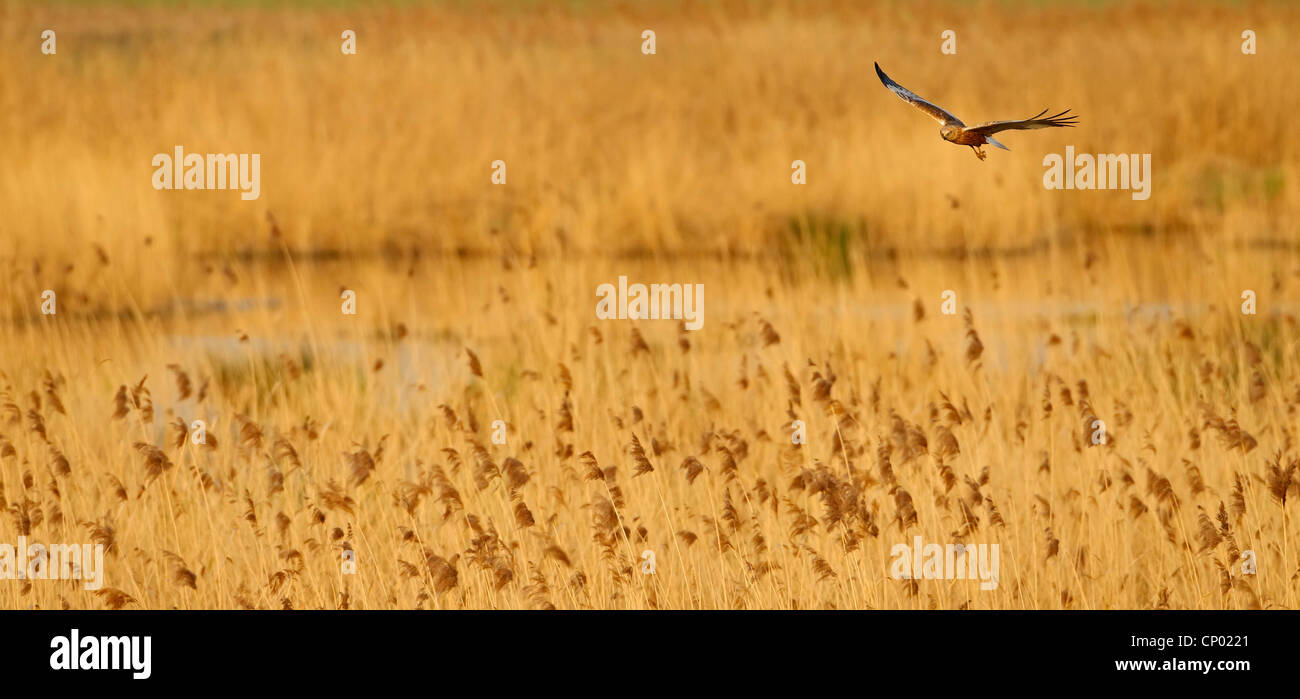 western marsh harrier (Circus aeruginosus), flying over reed, Germany, Rhineland-Palatinate Stock Photo
