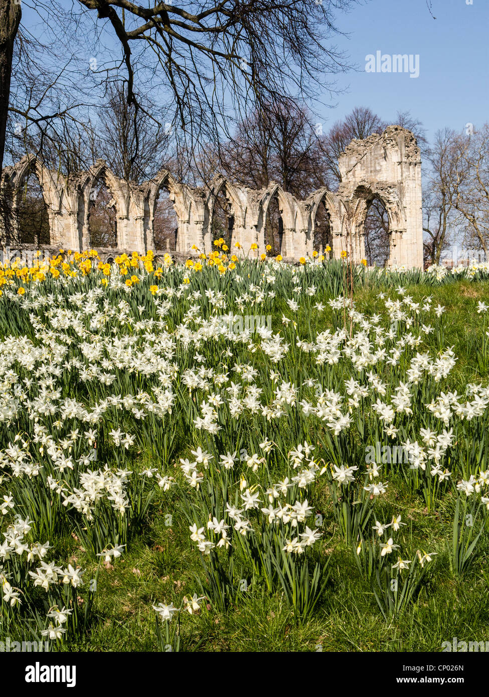 Daffodils Uk High Resolution Stock Photography And Images Alamy