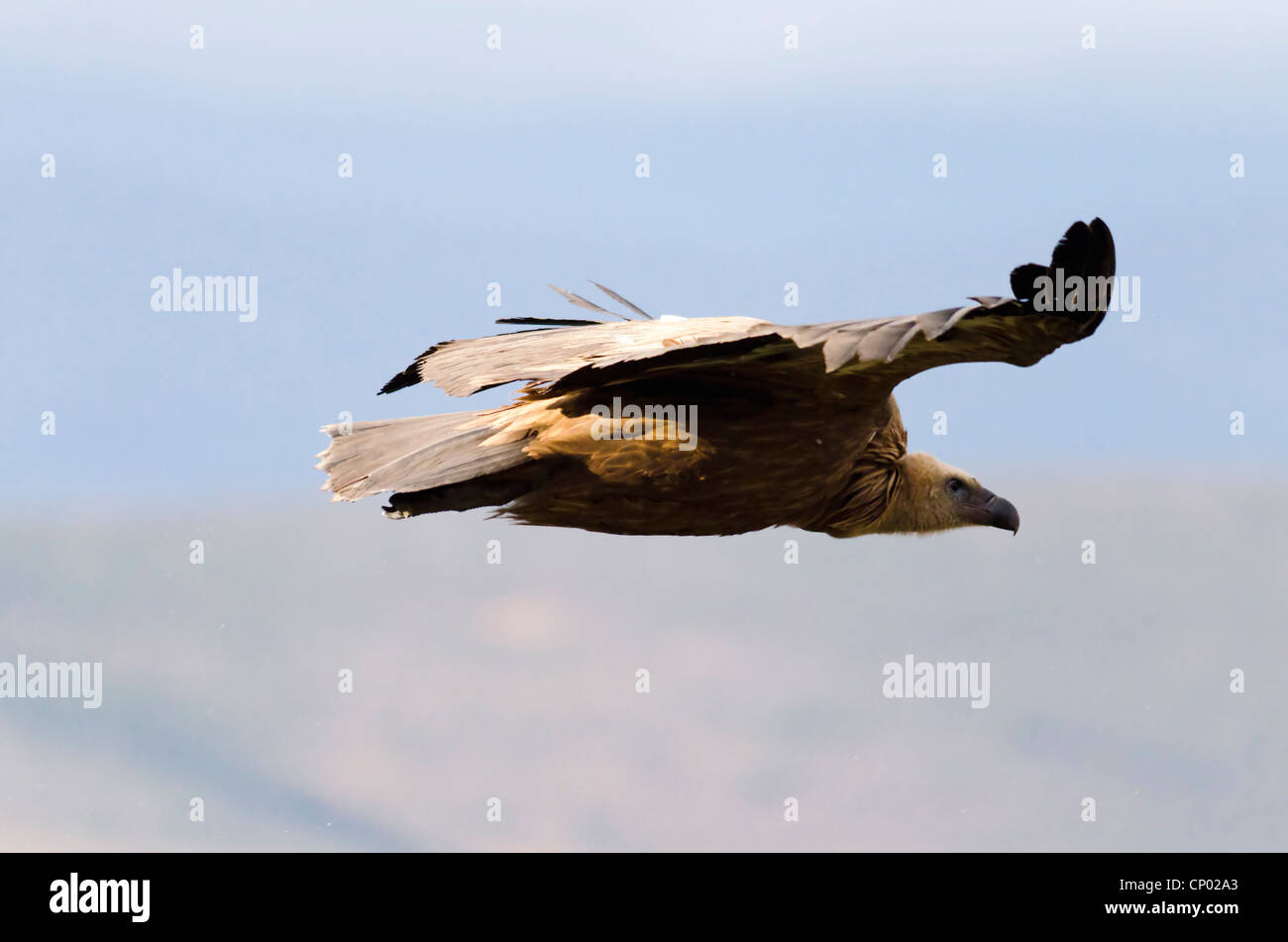 Vulture flaying Stock Photo
