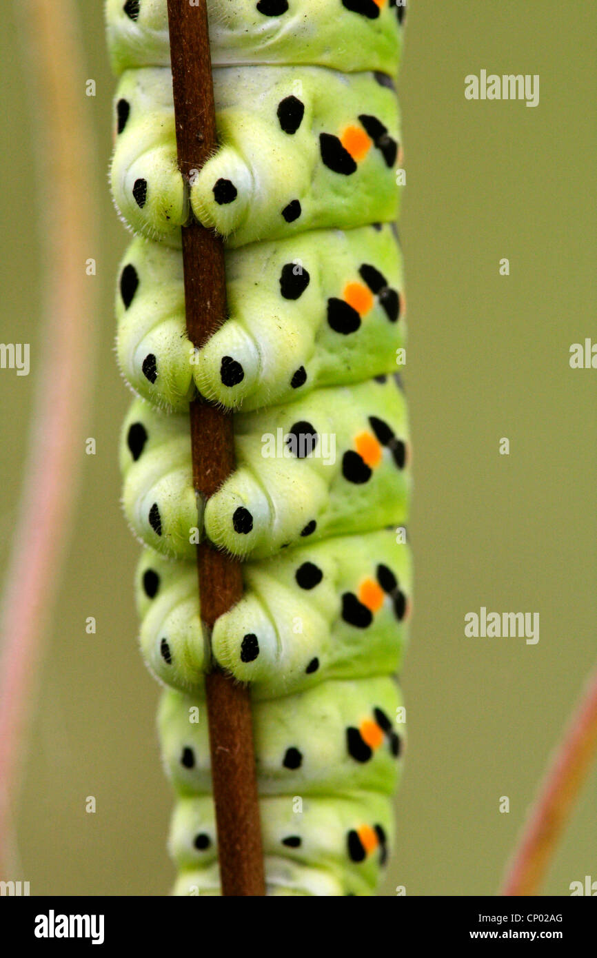 swallowtail (Papilio machaon), caterpillar, Germany, BadenWuerttemberg Stock Photo Alamy