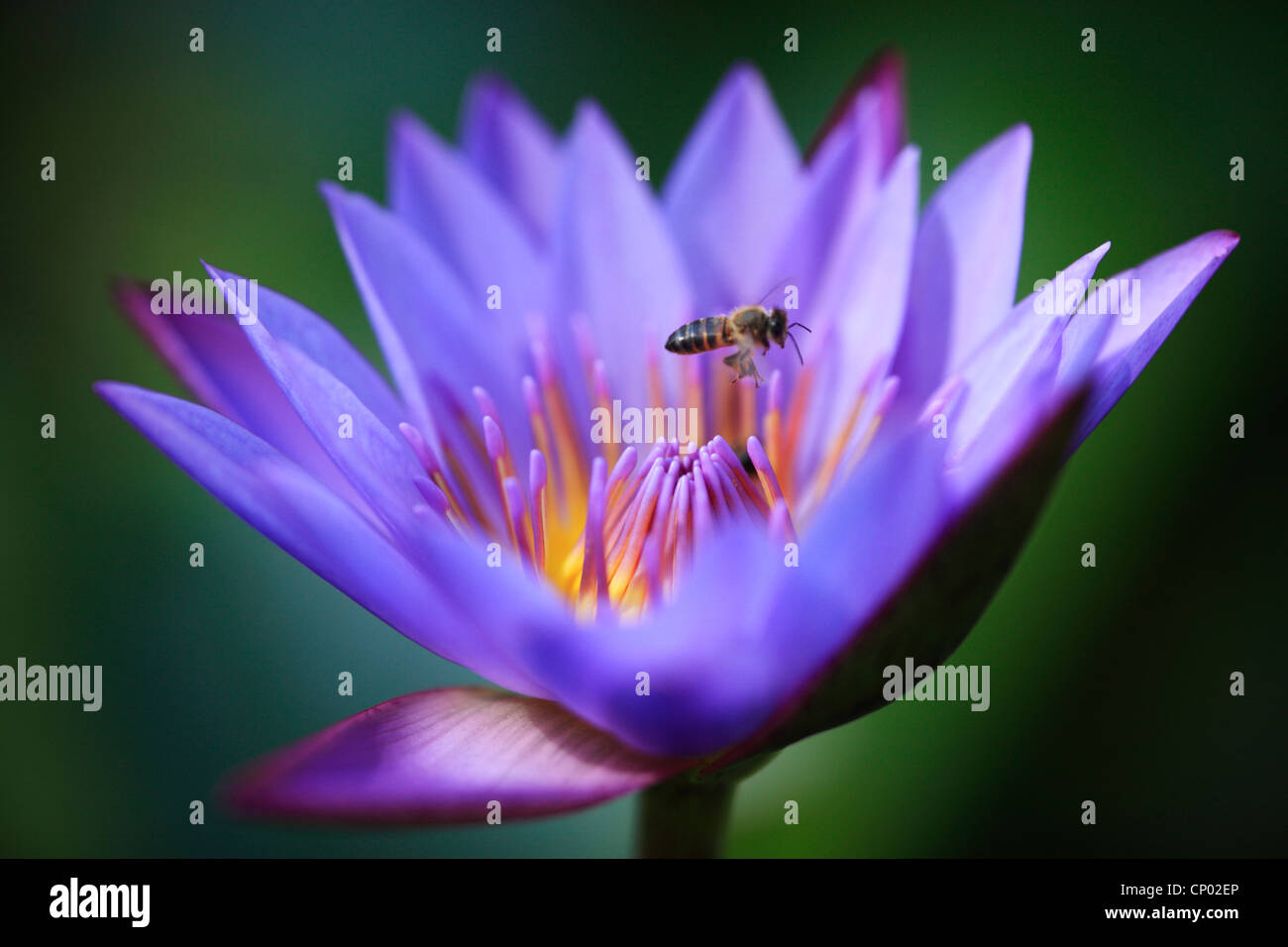 Lily flower hi-res stock photography and images - Alamy