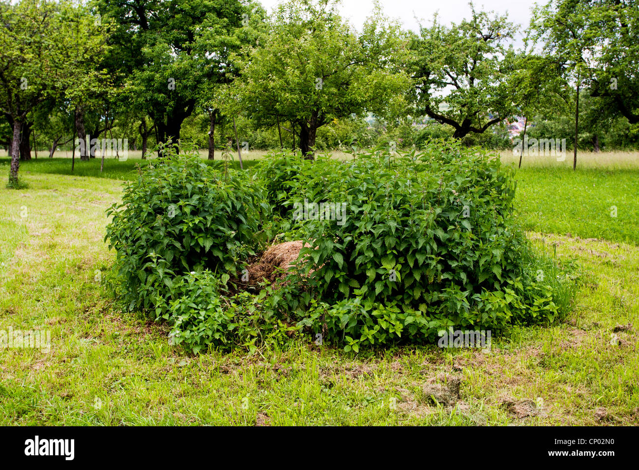 stinging nettle (Urtica dioica), group, Germany Stock Photo