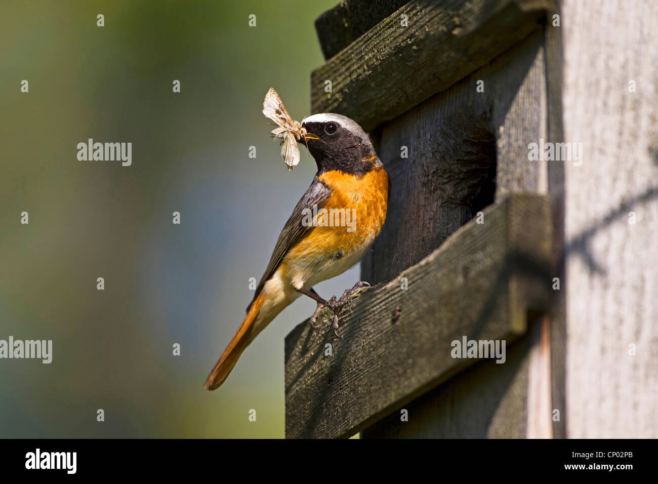 Red Start Box common redstart (Phoenicurus phoenicurus), male at nesting box with ...