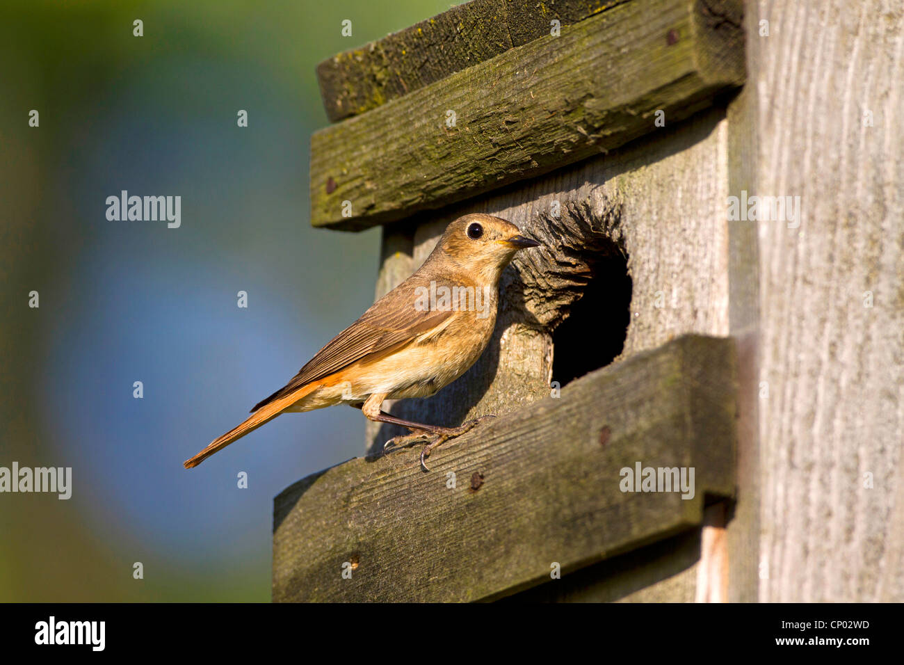 common redstart (Phoenicurus phoenicurus), female at nesting box, Germany, Baden-Wuerttemberg Stock Photo