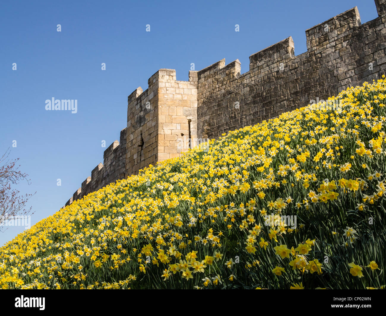 Daffodils below City Wall York UK Stock Photo Alamy