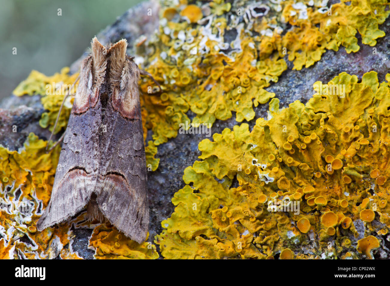 pebble prominent (Eligmodonta ziczac, Notodonta ziczac), sitting on a rock with lichens, Germany, Schleswig-Holstein Stock Photo