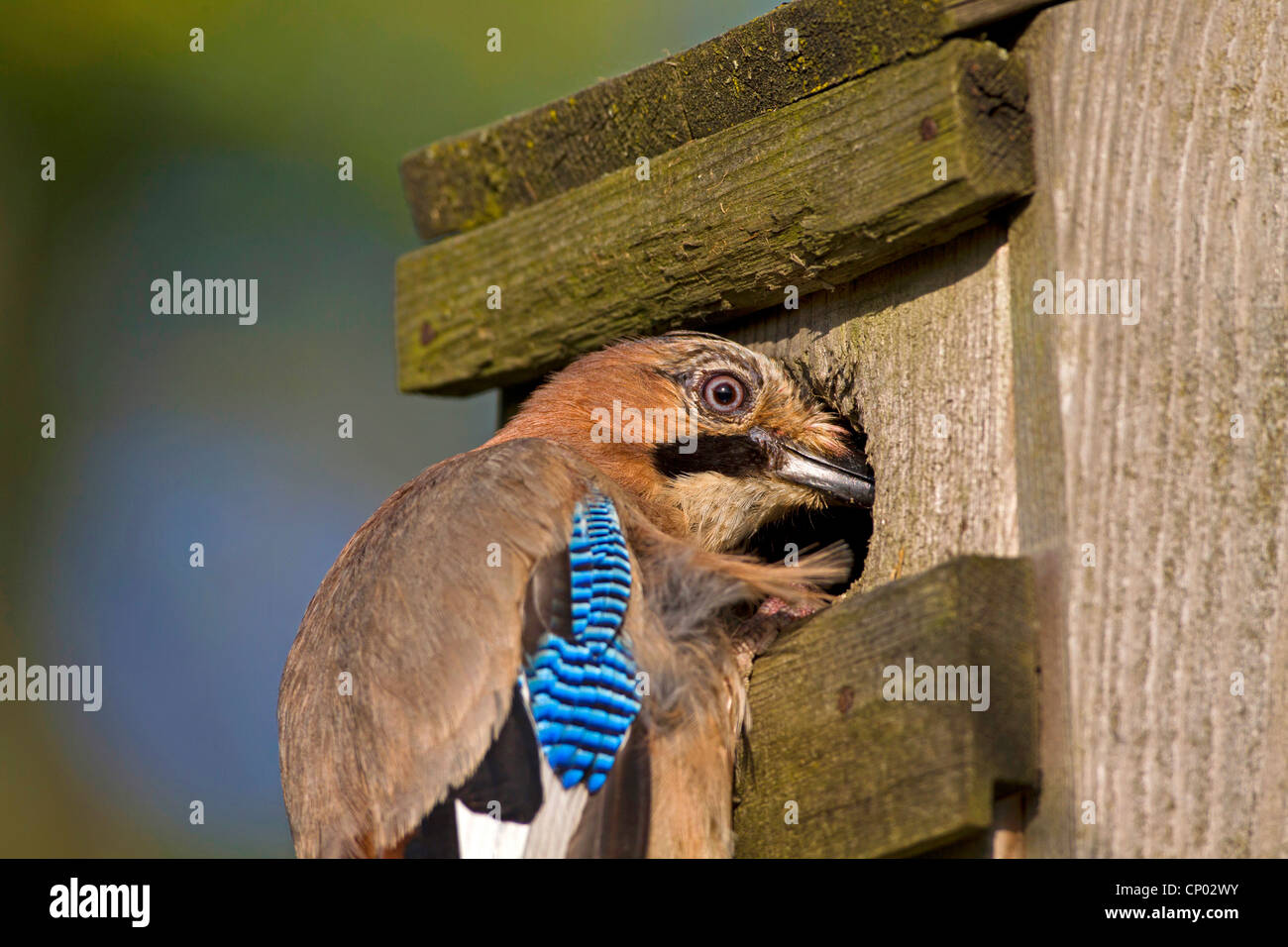 jay (Garrulus glandarius), sitting on a nest box to get squeakers, Germany Stock Photo