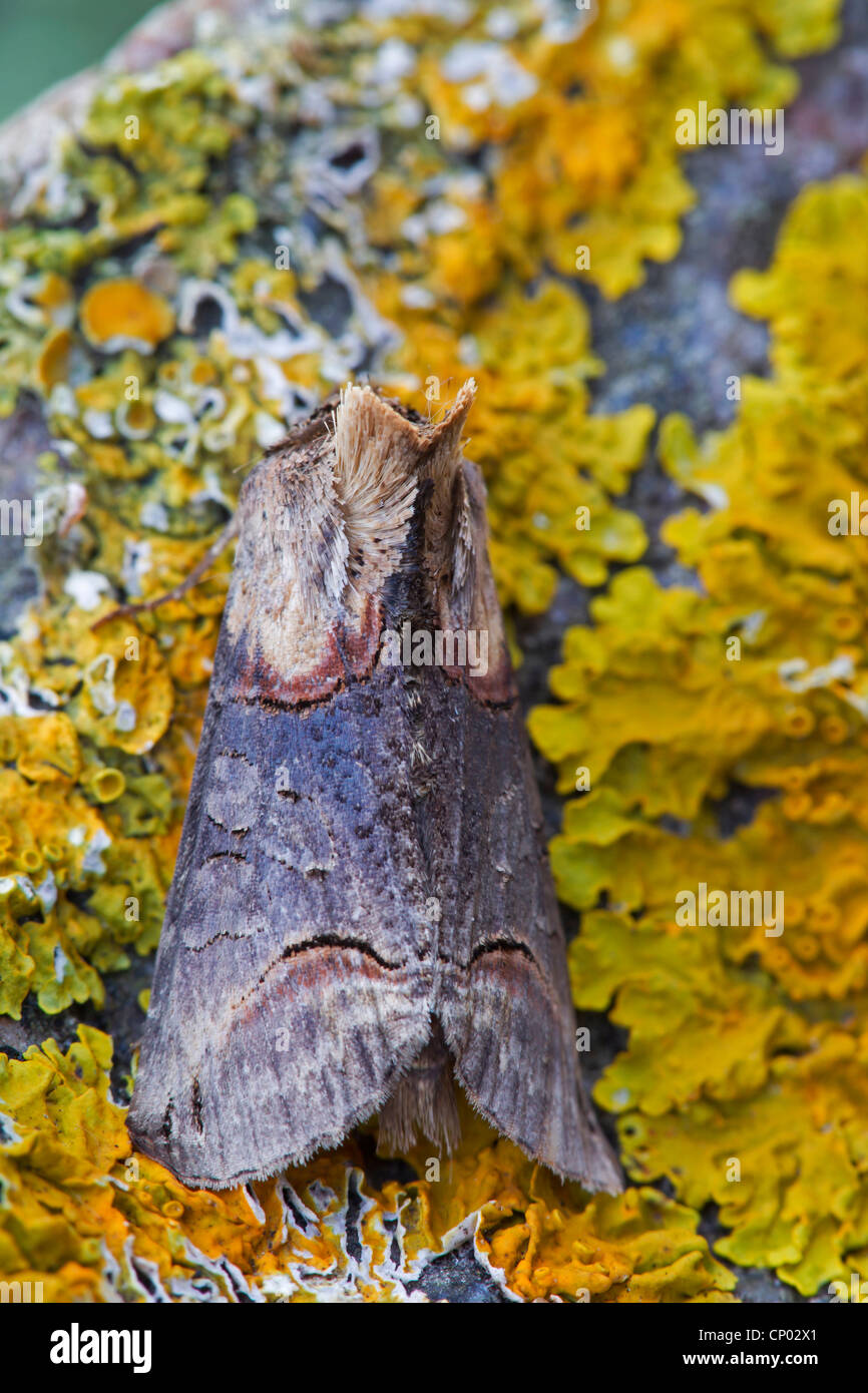 pebble prominent (Eligmodonta ziczac, Notodonta ziczac), sitting on a rock with lichens, Germany, Schleswig-Holstein Stock Photo