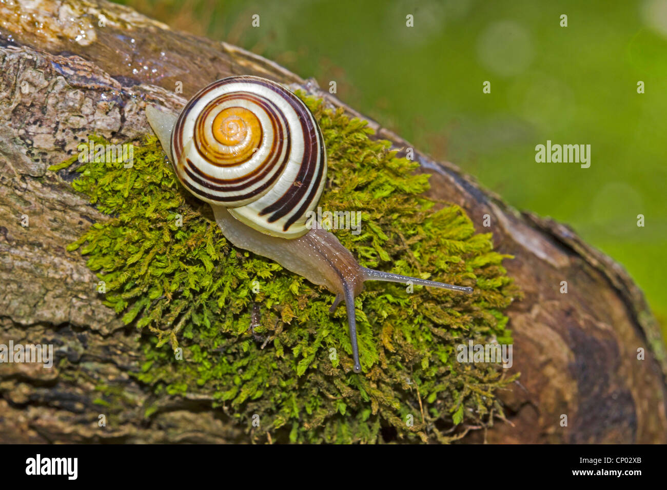 Whitelip gardensnail, Whitelipped snail, Garden snail, Smaller banded snail (Cepaea hortensis