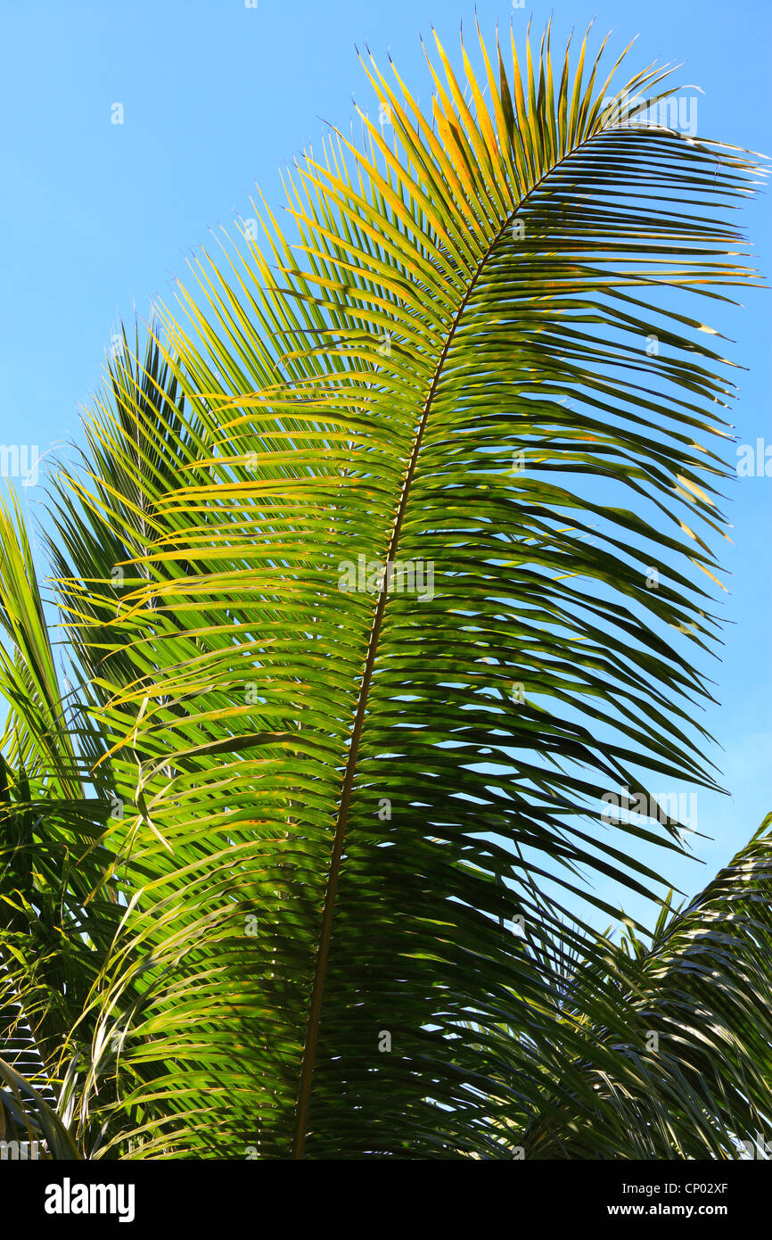 Palm fronds against a blue sky in the Seychelles Stock Photo