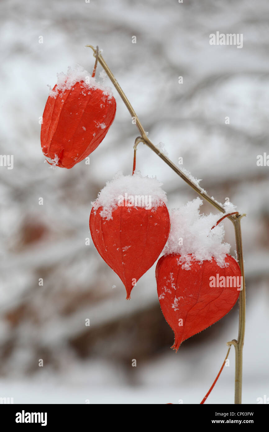Chinese lantern, Japanese lantern, winter cherry, strawberry tomato (Physalis alkekengi var. franchetii, Physalis franchetii), fruits in winter Stock Photo