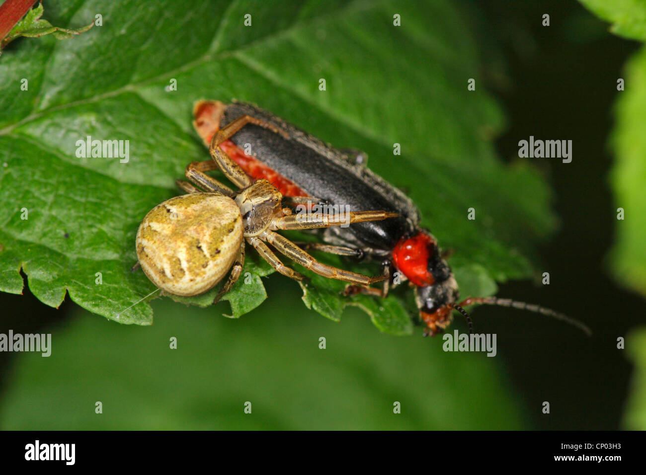 crab spider (Xysticus cristatus), with soldier beetle as prey, Germany