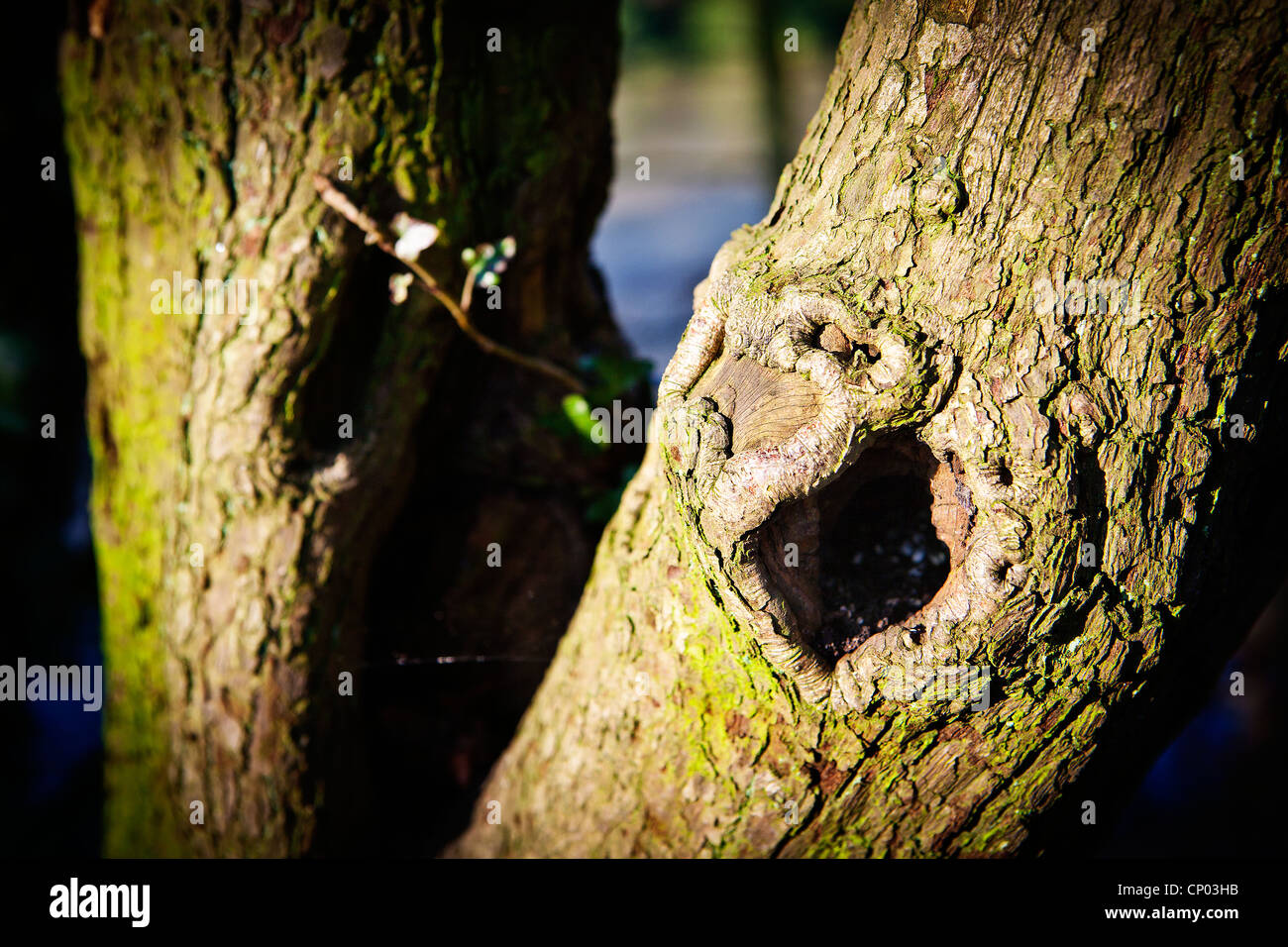 Knot hole in a mature tree Stock Photo