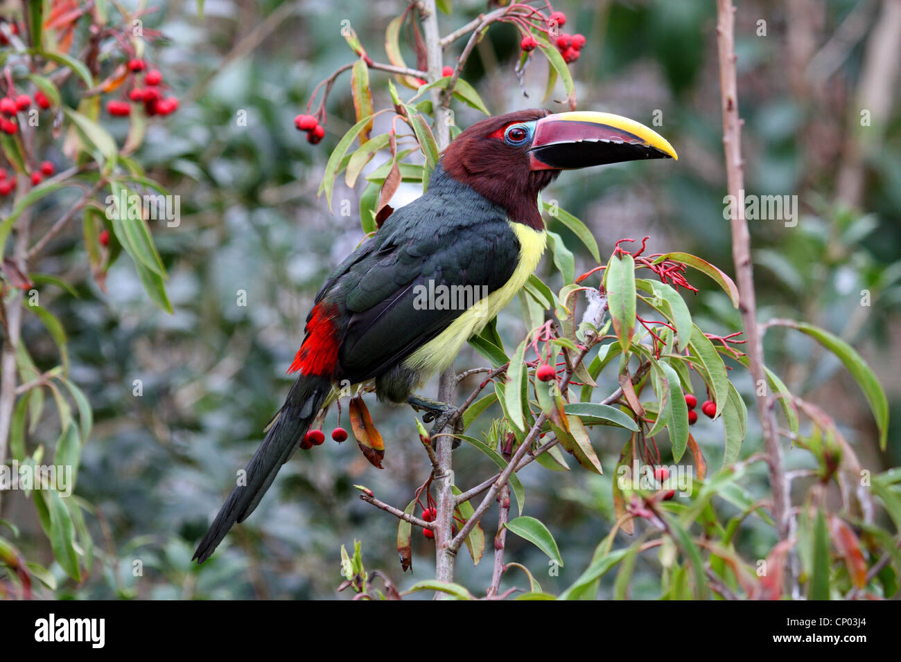 green aracari (Pteroglossus viridis), sitting on a branch with red berries, Guayana Stock Photo