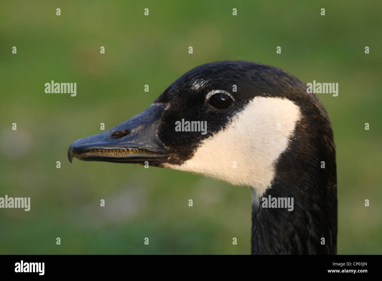 Canada goose (Branta canadensis), portrait, Germany Stock Photo - Alamy