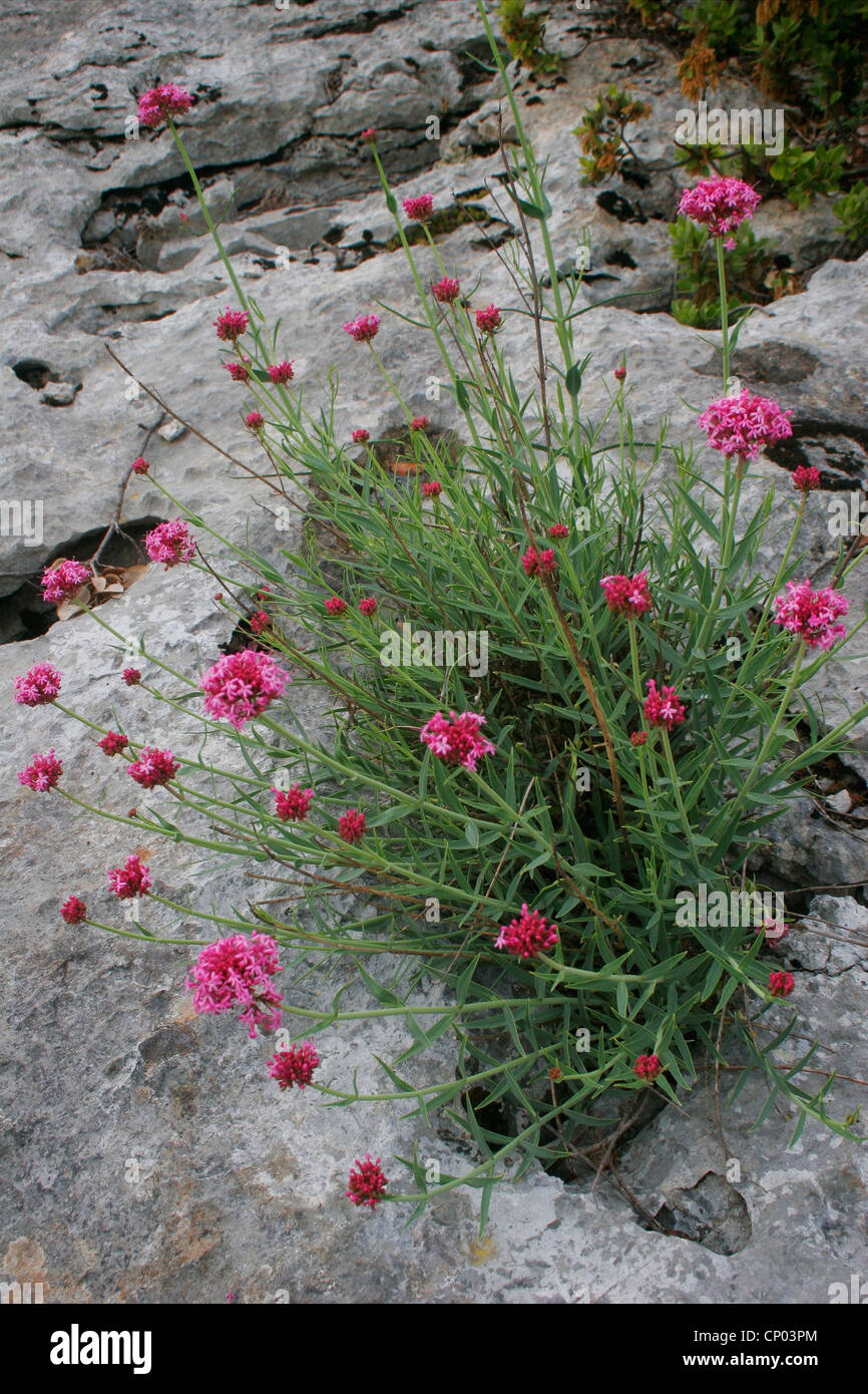 Centranthus angustifolius (Centranthus angustifolius), growing on rocks, France, Massif Central, C�vennes Stock Photo