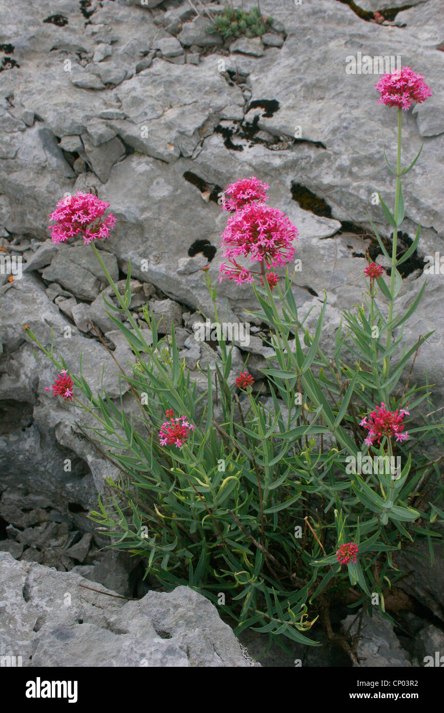 Centranthus angustifolius (Centranthus angustifolius), growing on rocks, France, Massif Central, Cvennes Stock Photo
