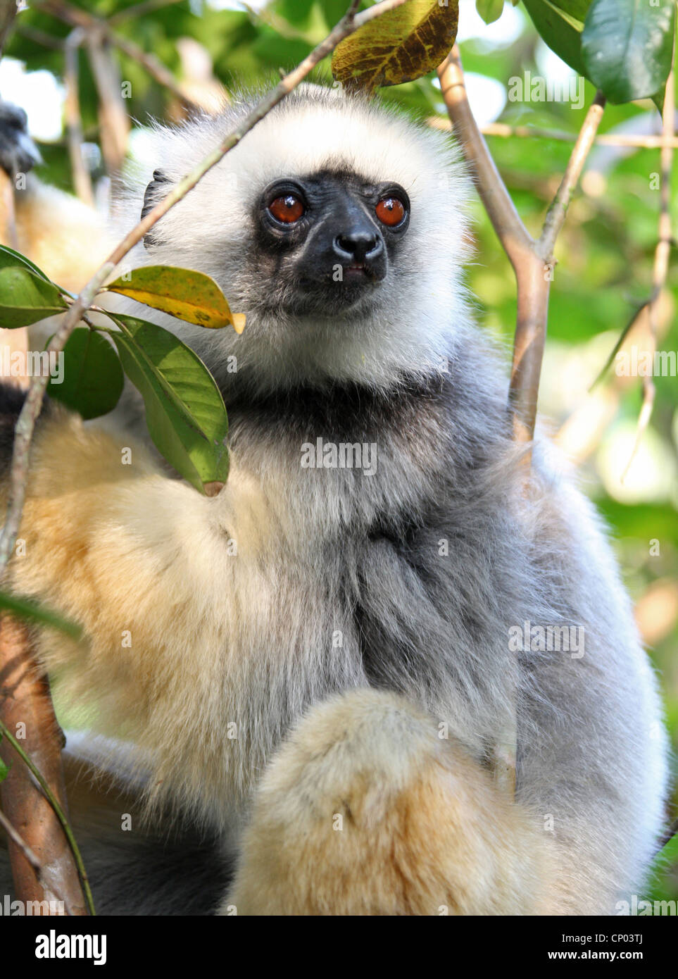 Diademed Sifaka, Propithecus diadema, Indriidae, Primates. Vakona Forest Lodge Reserve, Andasibe, Madagascar, Africa. Stock Photo