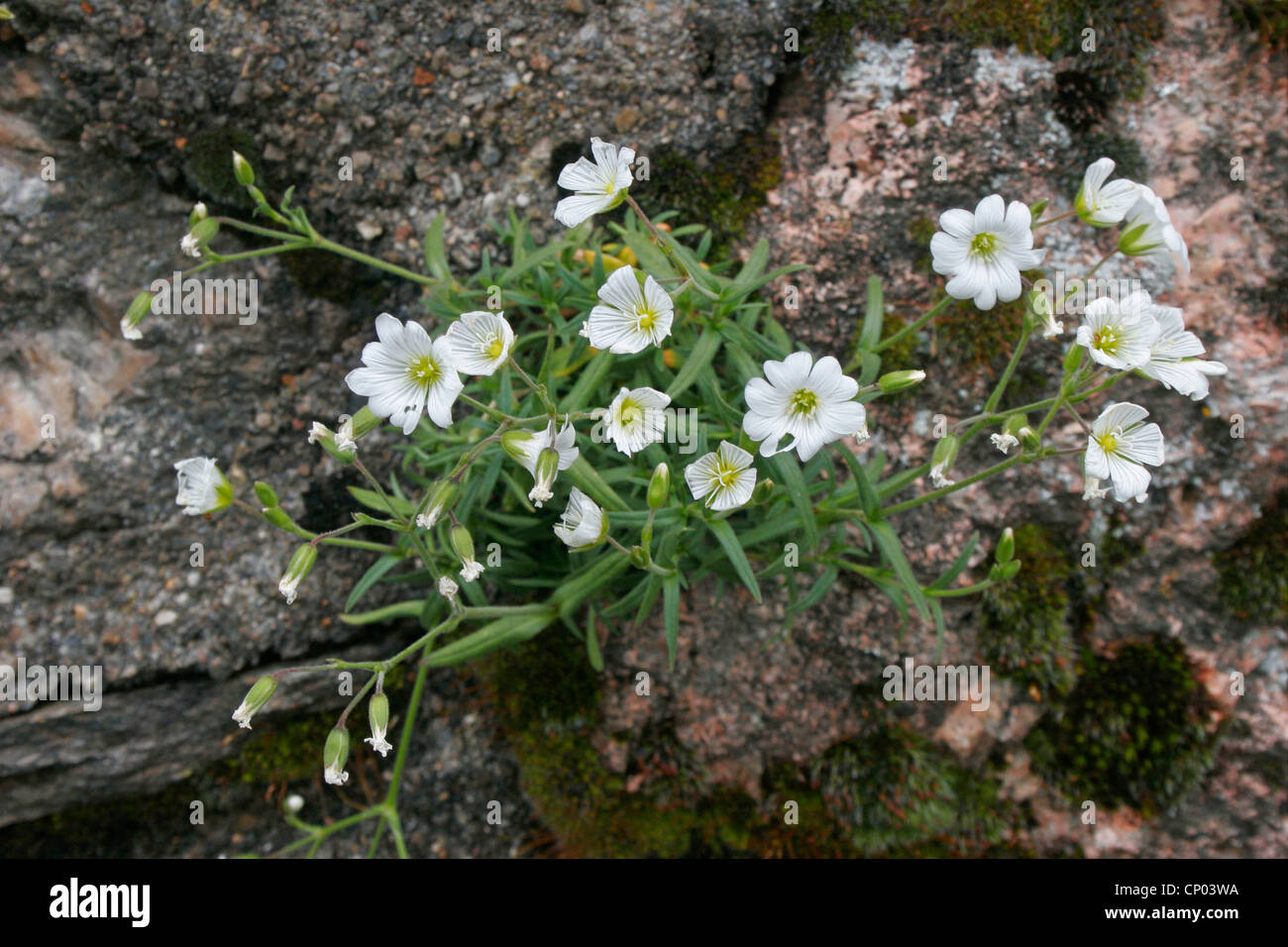 white flowering Caryophyllaceae growing in rocl crevices, France, Massif Central, Cvennes Stock Photo