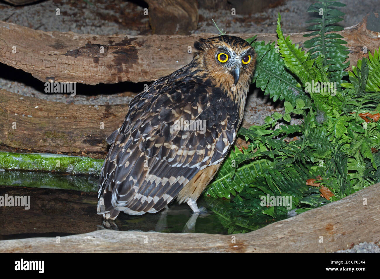 Malay Eagle Owl (Bubo ketupa), sitting on a stem Stock Photo