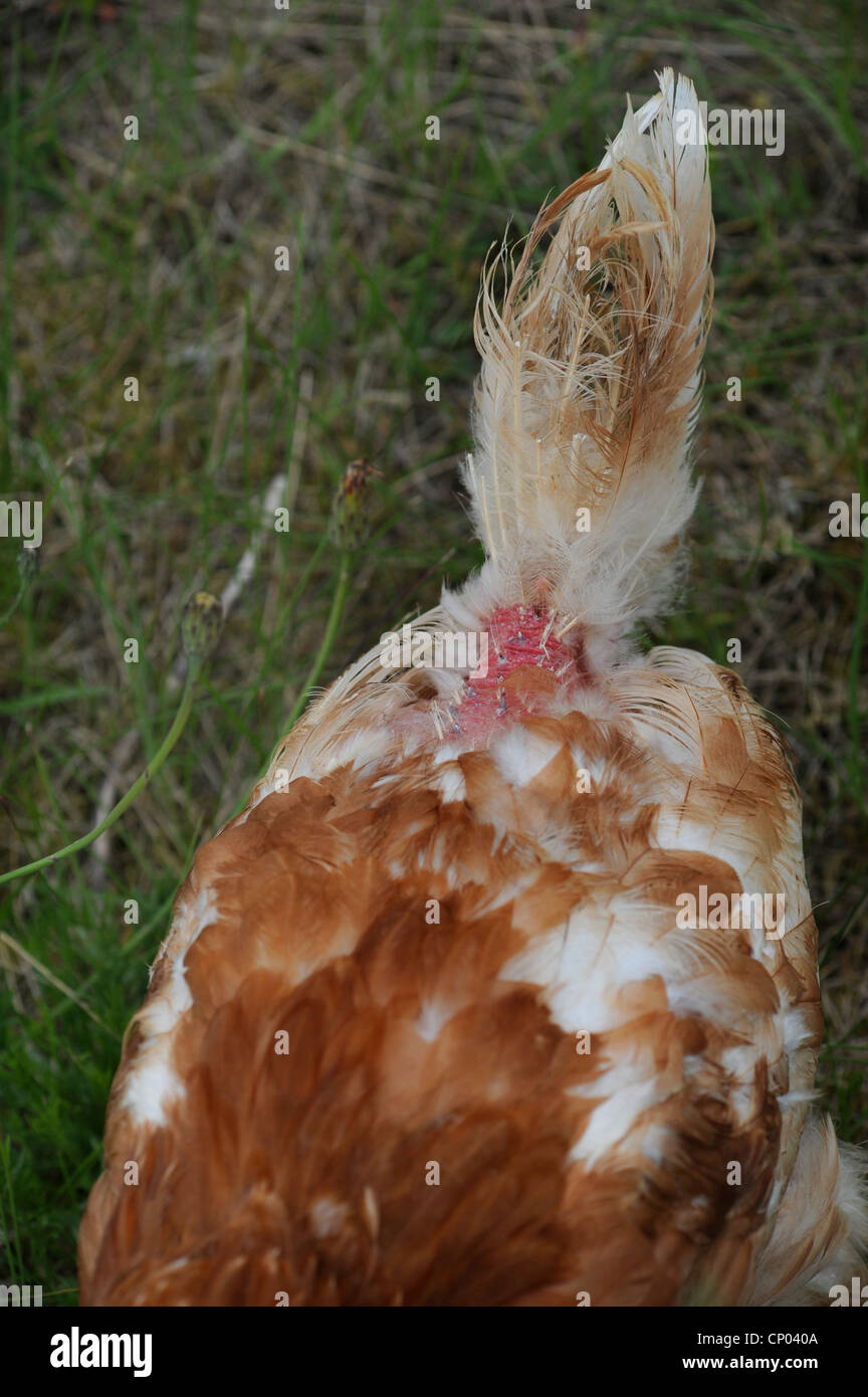 domestic fowl (Gallus gallus f. domestica), with plucked feathers in a meadow, Germany, Stock Photo