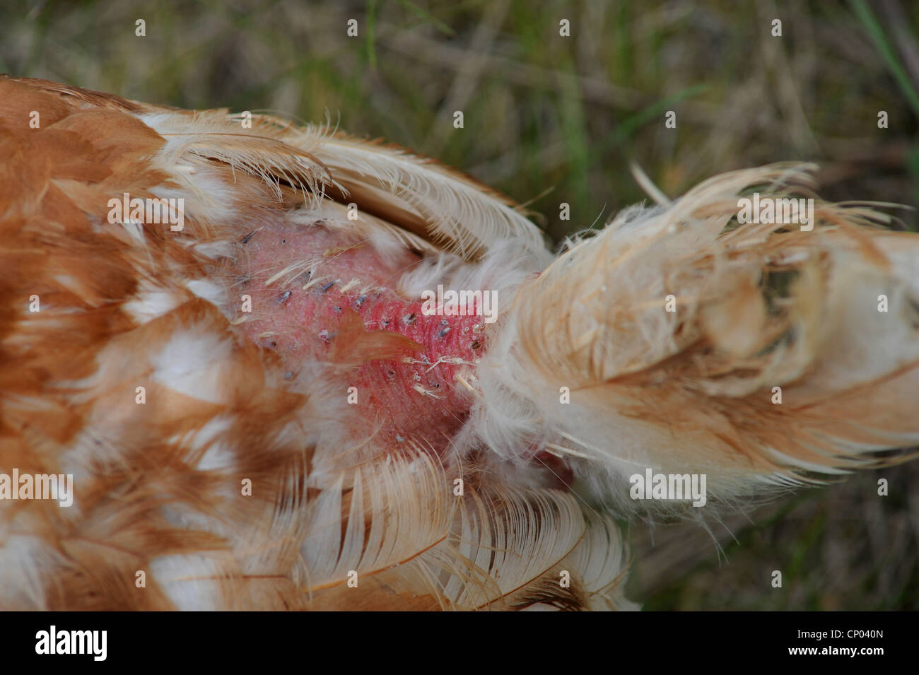 domestic fowl (Gallus gallus f. domestica), with plucked feathers in a meadow, Germany, Stock Photo