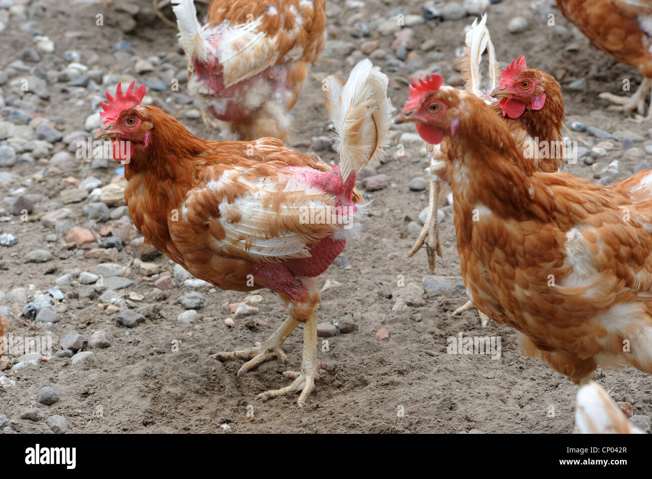 domestic fowl (Gallus gallus f. domestica), free-range chickens with plucked feathers, Germany, Stock Photo