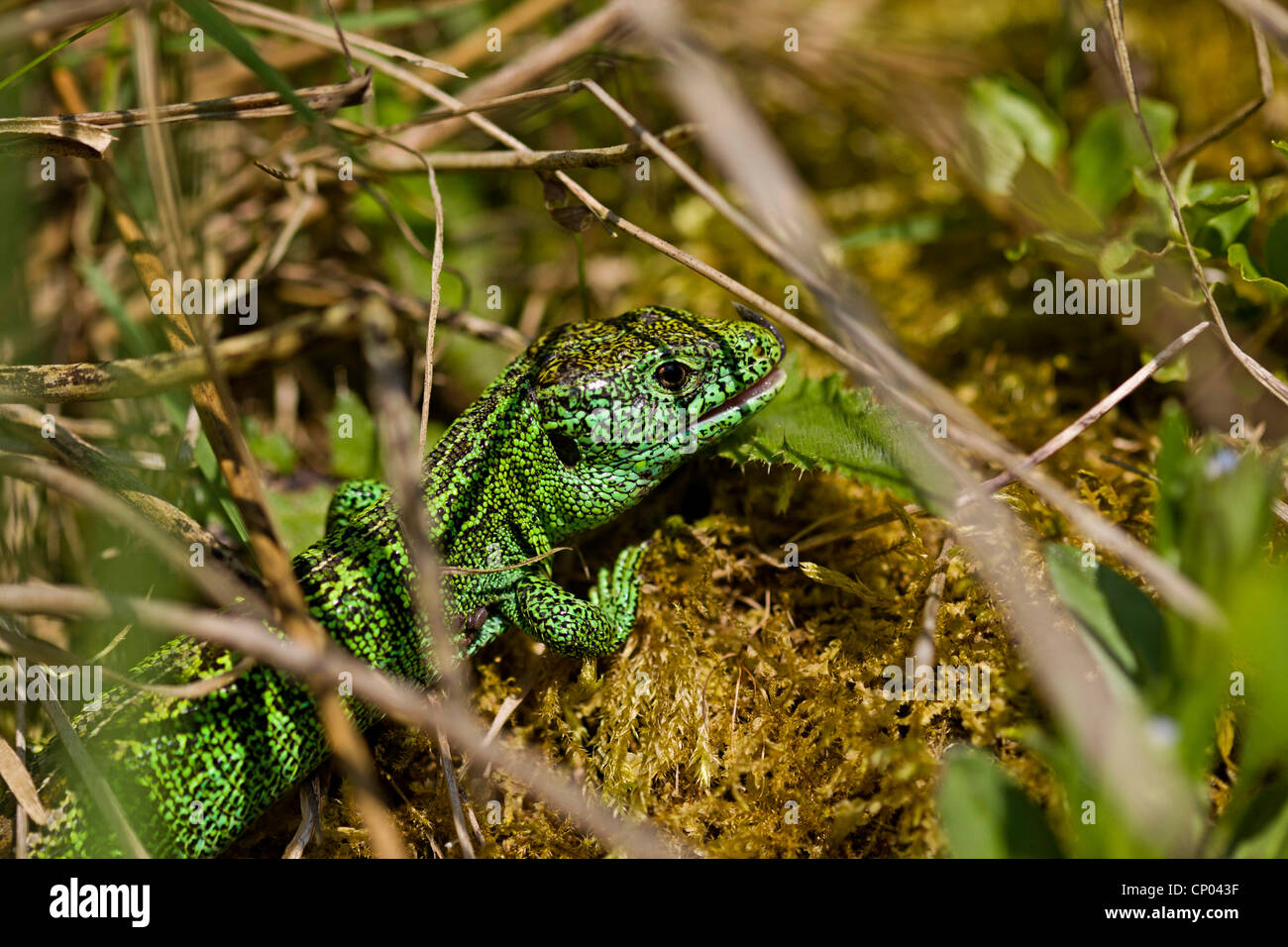 sand lizard (Lacerta agilis), male on a tuft of moss surrounded by grass halms, Germany, Baden-Wuerttemberg Stock Photo