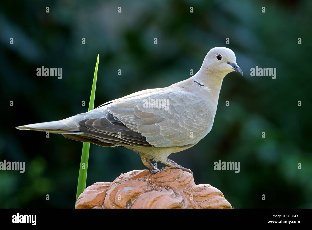 collared dove (Streptopelia decaocto), sitting on a garden sculpture, Germany Stock Photo