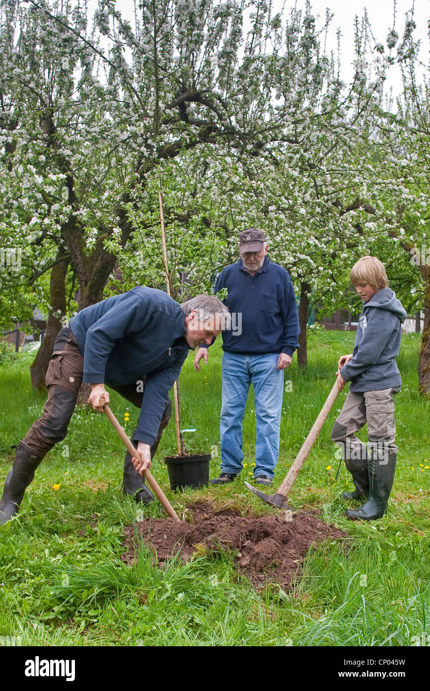apple tree (Malus domestica), grandfather, father and son planting an ...