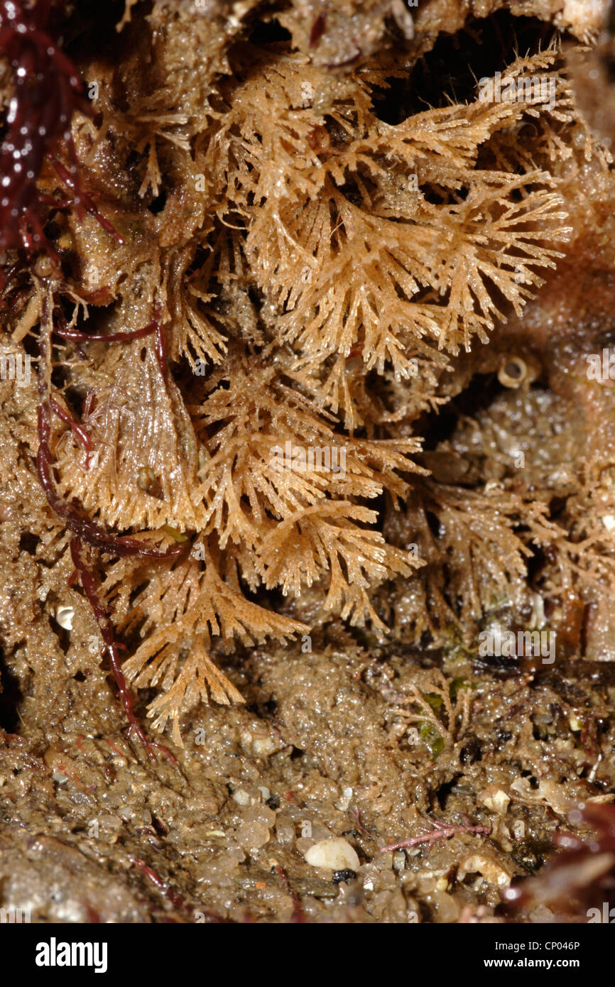 Bryozoan (Bugula turbinata : Bugulidae) hanging out of water from a rock face at low tide, UK. Stock Photo