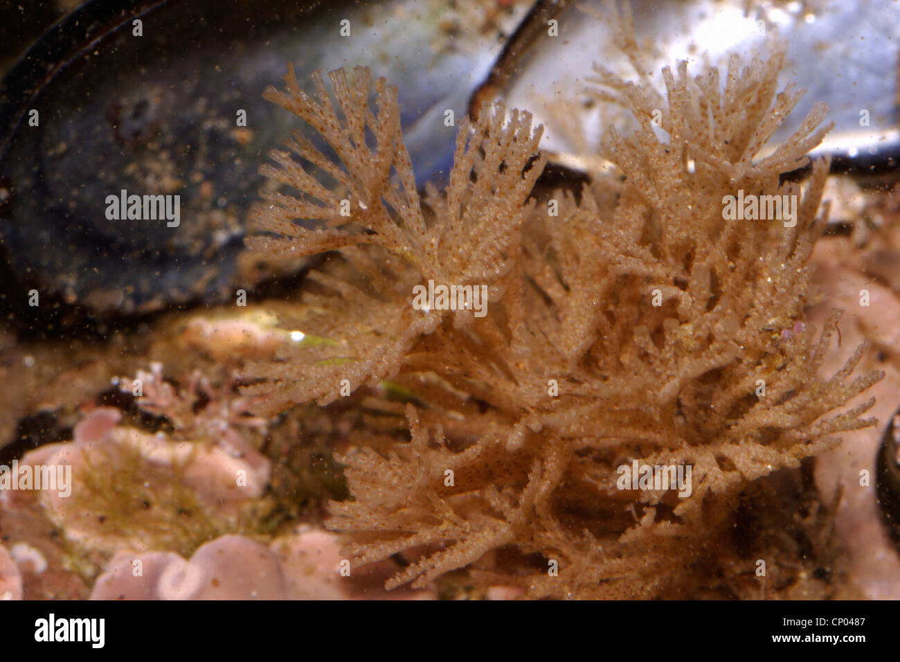 Bryozoan (Bugula turbinata : Bugulidae) in a rockpool, UK. Stock Photo