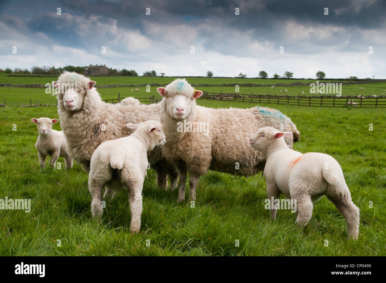 Dorset sheep in Darley Stock Photo