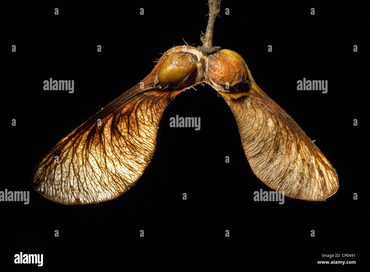 sycamore maple, great maple (Acer pseudoplatanus), fruit of a maple tree, opened to have a look on a seed, Germany Stock Photo