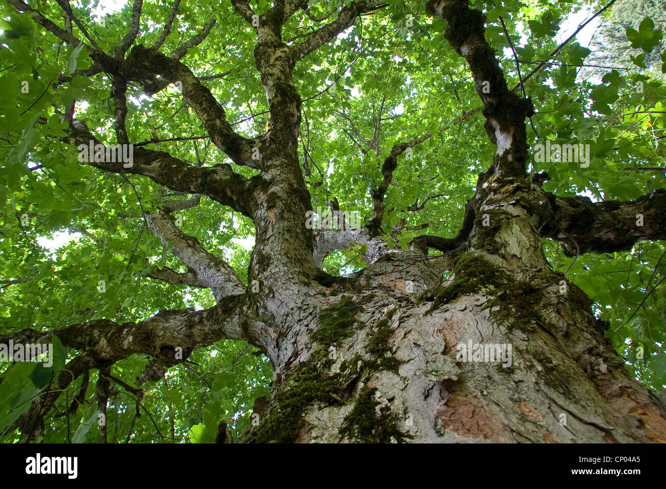 sycamore maple, great maple (Acer pseudoplatanus), view from below into