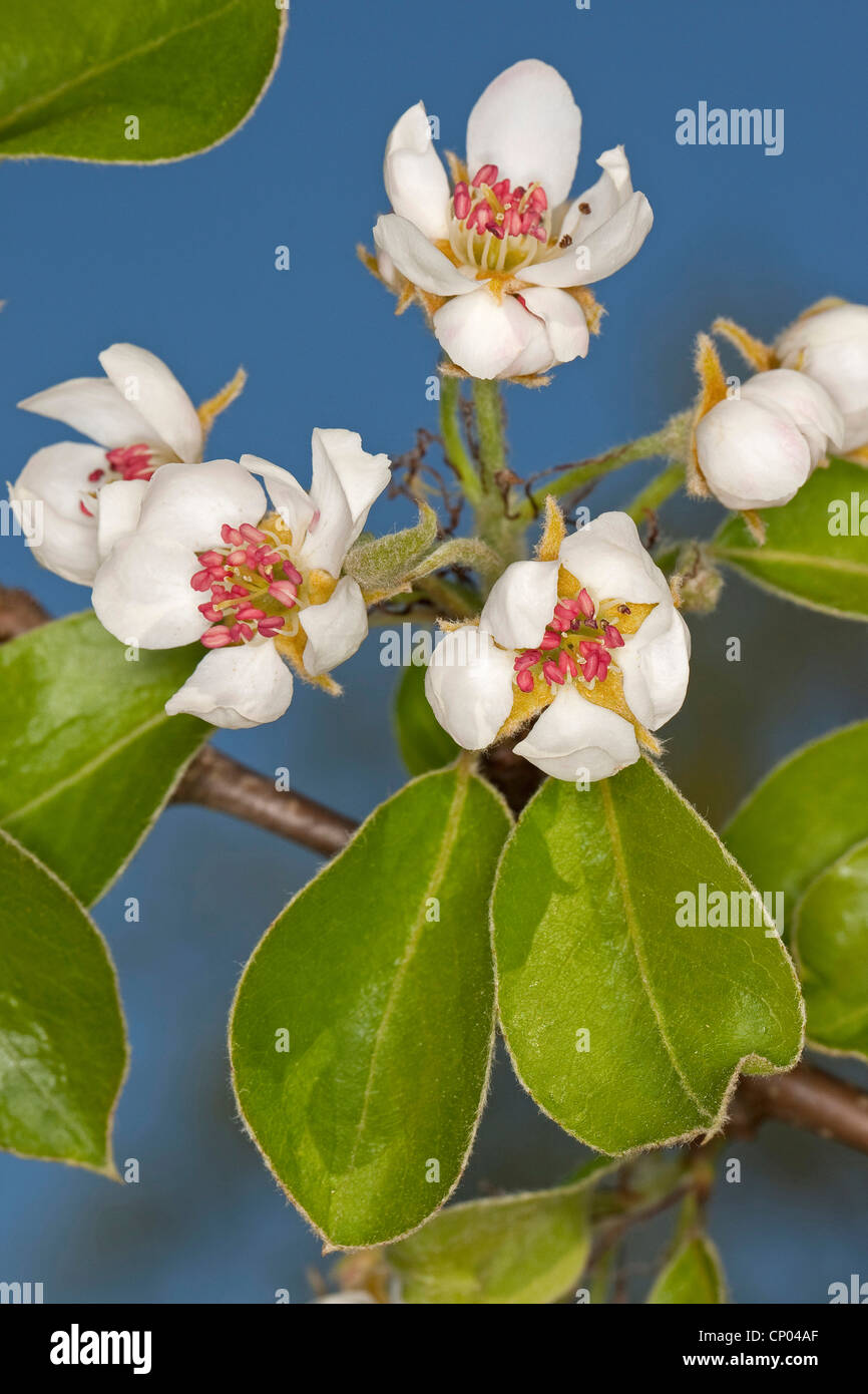 common pear (Pyrus communis), blooming pear branch, Germany Stock Photo