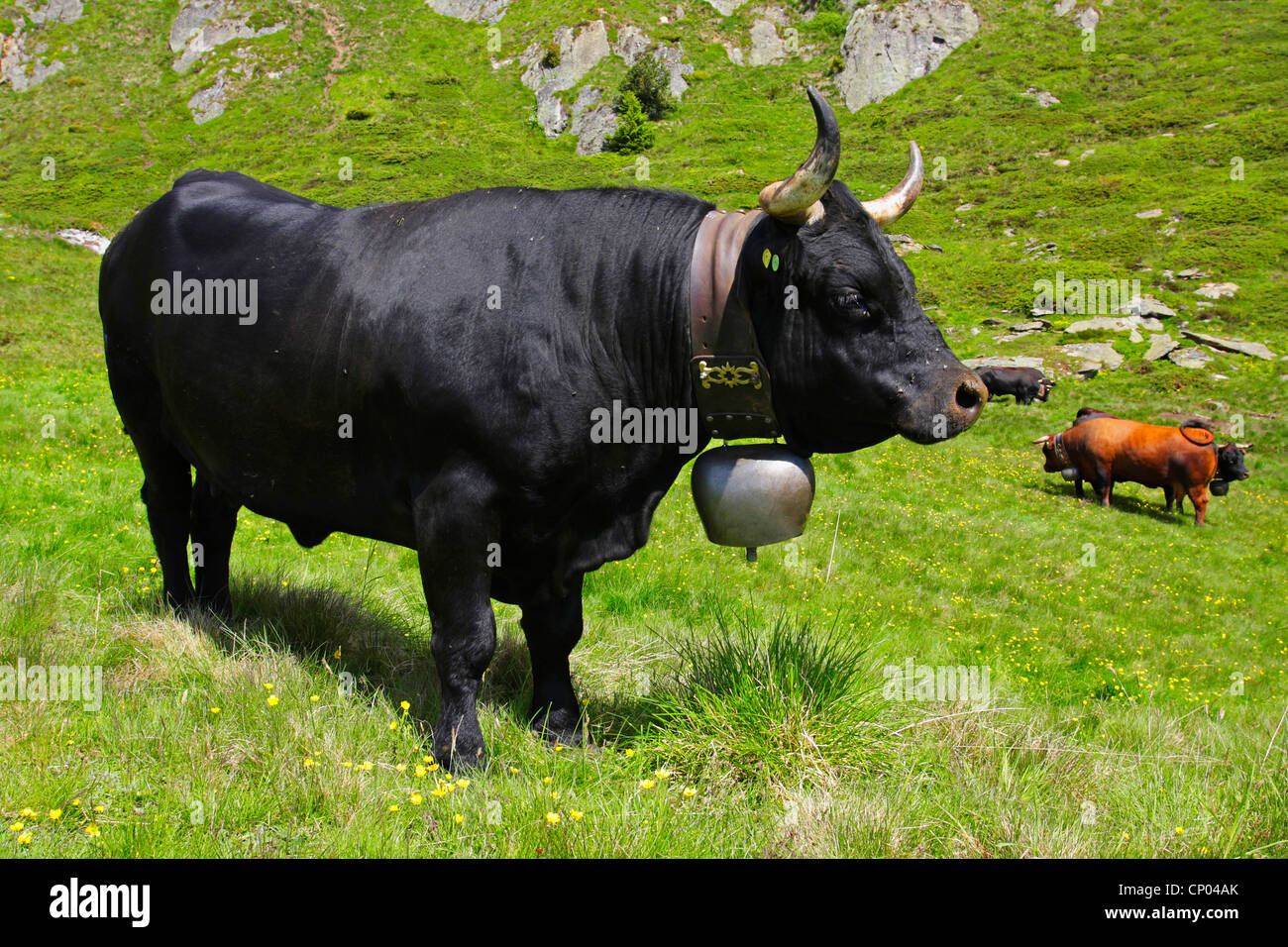 domestic cattle (Bos primigenius f. taurus), cow on an alpine pasture, Switzerland, Valais Stock Photo