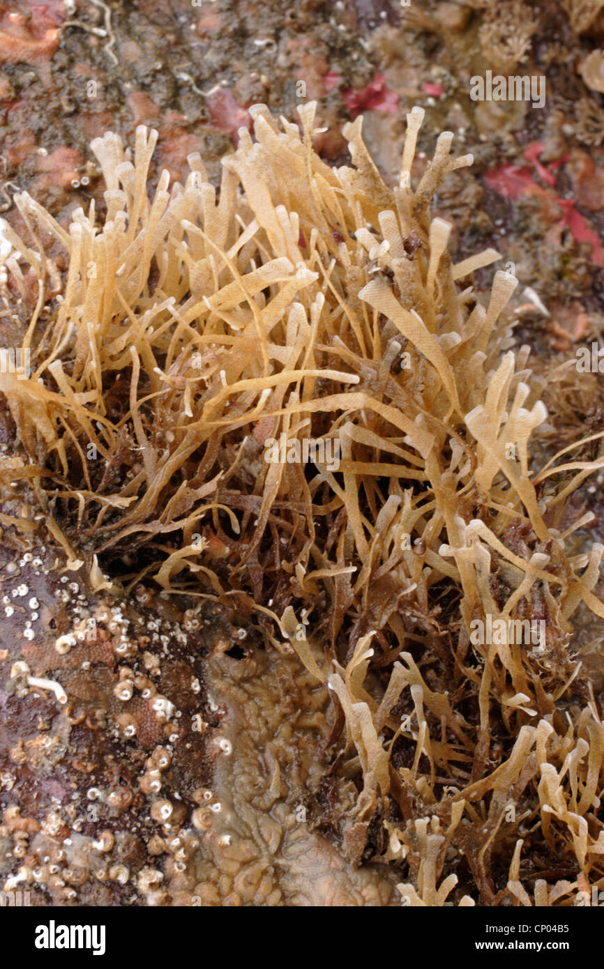 A bryozoan (Securiflustra securifrons : Flustridae) on rock, UK. Stock Photo