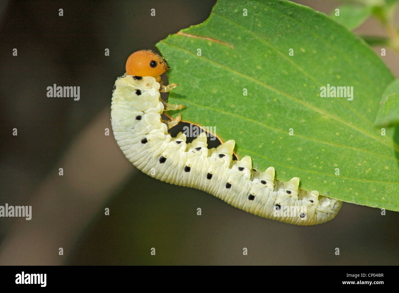 larva of Tenthredinidae on Hypericum, Germany, Baden-Wuerttemberg Stock Photo