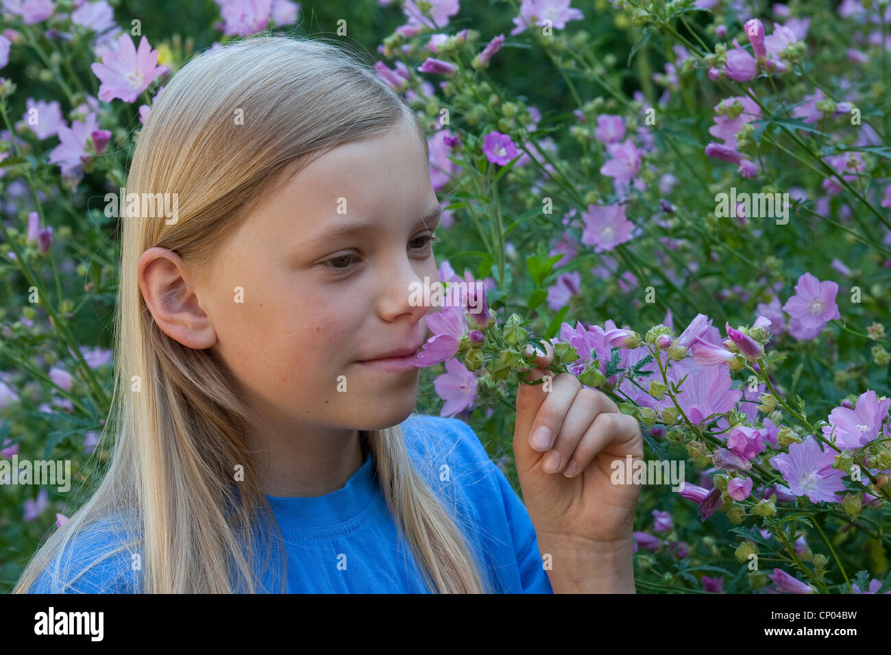 hollyhock mallow, large-flowered mallow, pink mallow, vervian cheeseweed (Malva alcea), girl smelling at mallow blossoms, Germany Stock Photo