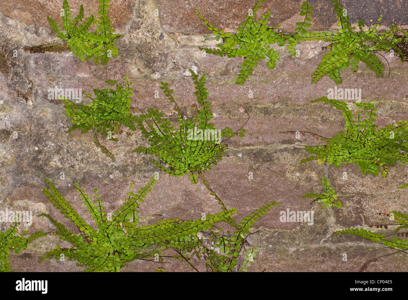 Maidenhair spleenwort, Common maidenhair (Asplenium trichomanes), on an old wall, Germany Stock Photo