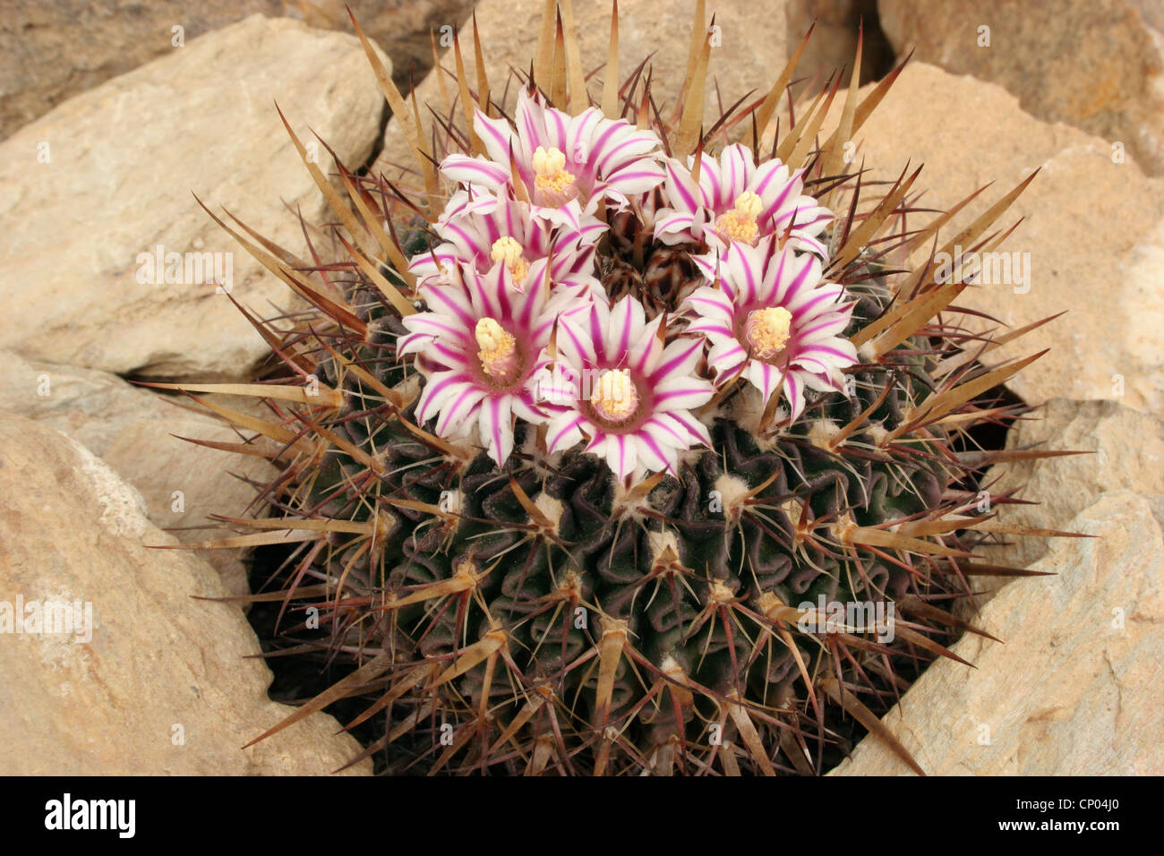 Cactus (Stenocactus species) grown from seed from Zempoala, Hidalgo, Mexico. Stock Photo