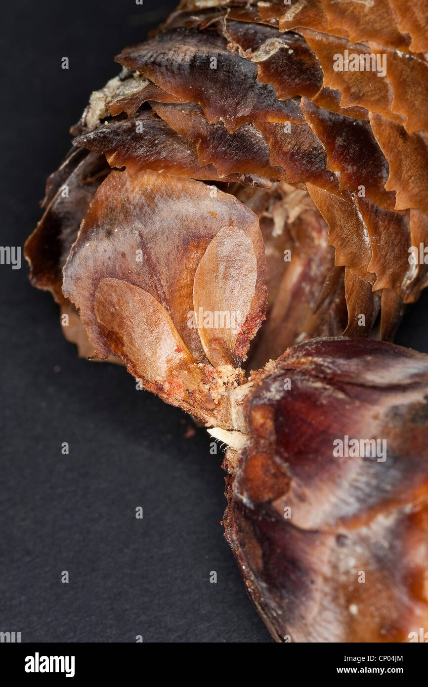 Norway spruce (Picea abies), seeds of a spruce on a cone scale, Germany Stock Photo